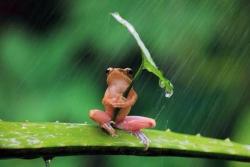 koma-mitsu:  Frog manifested umbrella #Lockerz