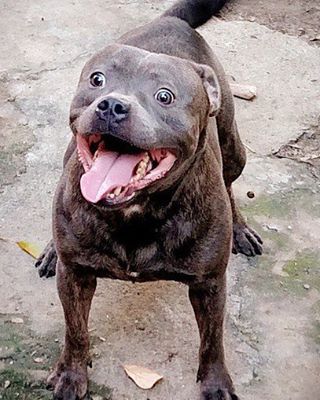 kennel staffordshire bull terrier