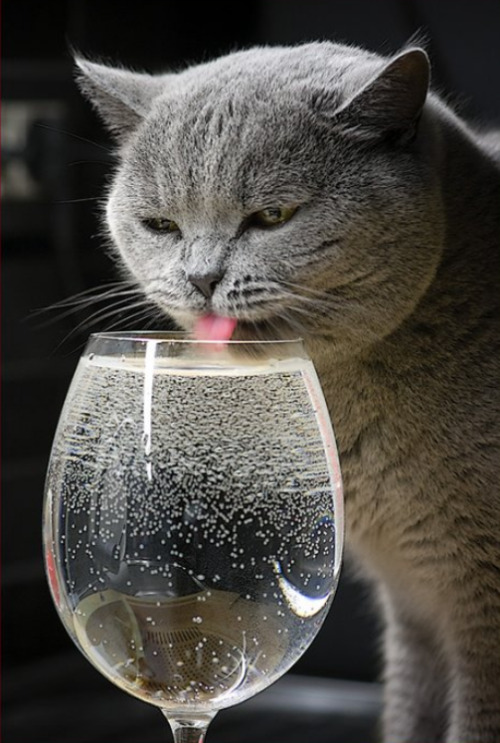 Cheers! 5000th post! (via dynax7d)