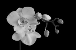 theantidote:  Phalaenopsis (by Pris WerSo)