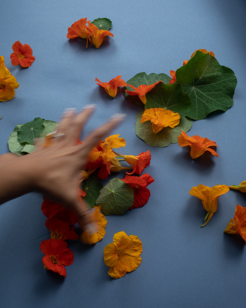 nasturtium