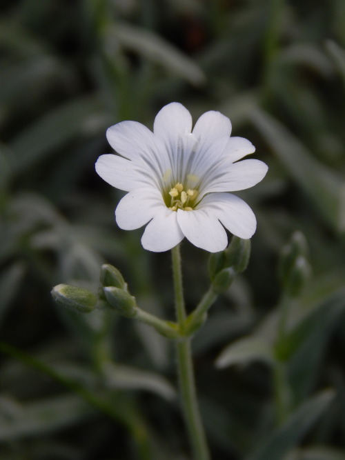 Cerastium tomentosum, hopeahärkki