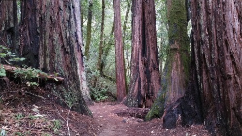 varethane:  So I went to the most beautiful place I’ve ever seen last Wednesday: Big Basin Redwoods State Park