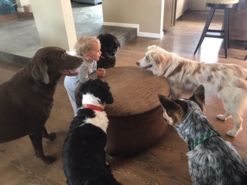 cuteness–overload:The Board of Directors discussing the Quarterly Treat Index.Source: http://bit.ly/