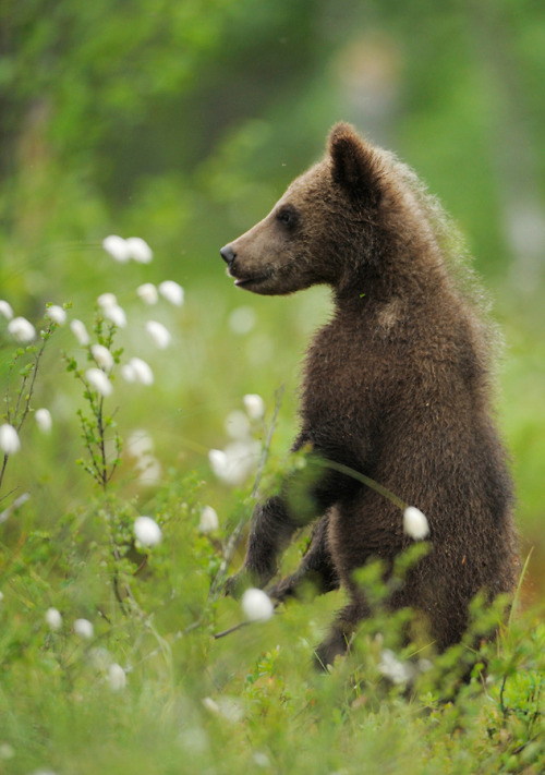 sevenbigblueseas:  Swedish Brown Bear by Staffan WidstrandFor more pictures like thisplease visit my blog. <3- Sevenbigblueseas