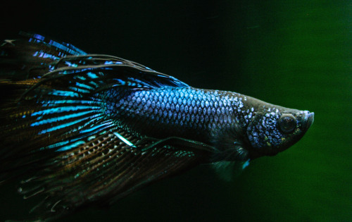 greyviolet:Haven’t shared pics of Ignacio in kind of awhile. The black background doesn’t help in ta