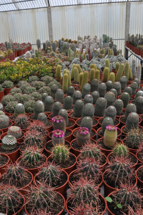 flowering cacti