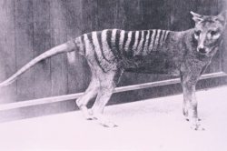 cartoon-motion-life:  Thylacine (AKA- Tasmanian