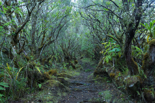 Enchanted Forest by Guillaume Héraud