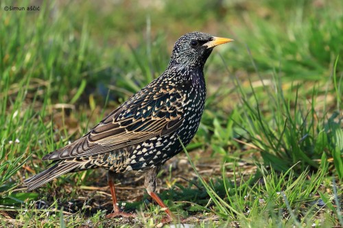 Common Starling (Sturnus vulgaris)© Šimun Aščić