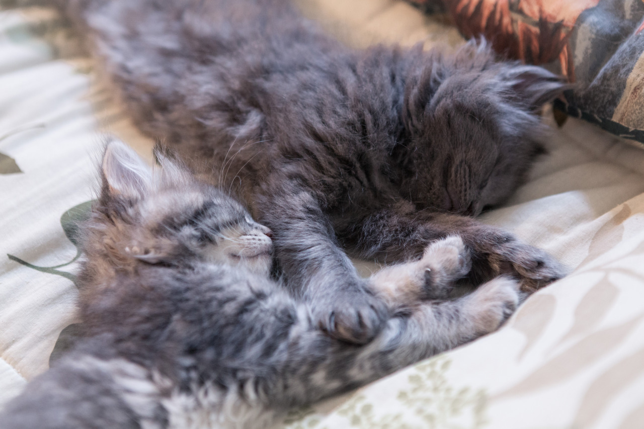 cybergata:   	Piles of fluff by Sara Belmont    	Via Flickr: 	Solje, Periwinkle and