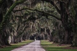 mountain-spirits-deactivated202:Spanish moss + live oaks | Charleston, April 2022