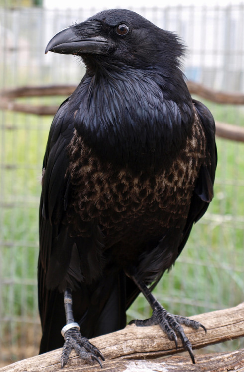 biglesbiandragon:end0skeletal:Sheryl the Craven (Pied Crow/Brown-necked raven hybrid - Corvus albus/