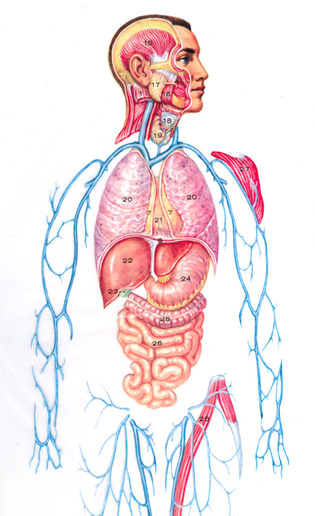 Transparent anatomy plate, mid-twentieth century