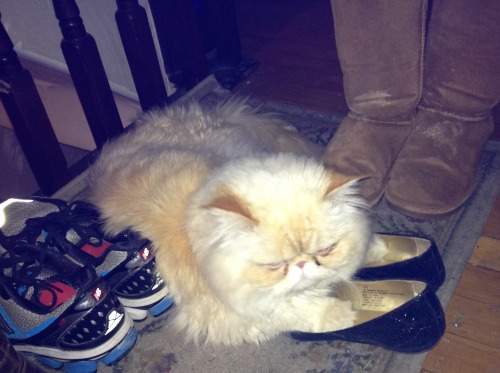 lucifurfluffypants:Fluffy Facts Friday1. I really like shoes, but I know better than to chew on them