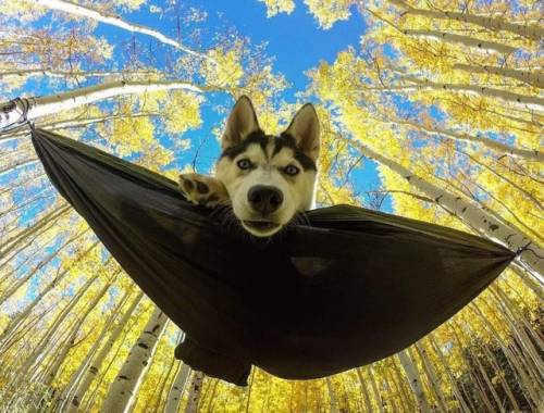 babyanimalgifs:  A perfect shot. Bat-dog :) (via)