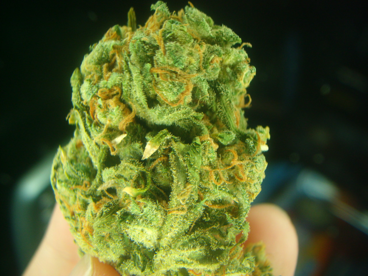 dinosaurbeards:  nugs :) 