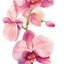 fleurana