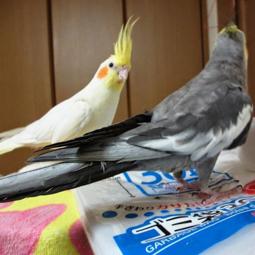 We>>>> #lutino #grey #cockatiel #tagsforlikes #nofilter #like4like #likeforlike #awwfeed