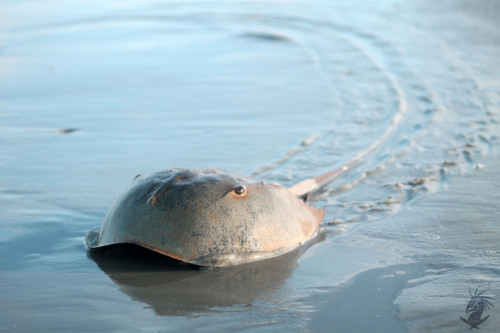 photoopss:Horseshoe CrabThe Horseshoe Crab out of the sand and moving along the beach. You can see i