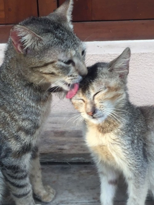 mythsified:My cats. They look like mum and daughter but they’re actually sisters. The small on