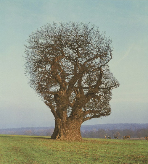 nevver:  Where’s your head at? Storm Thorgerson