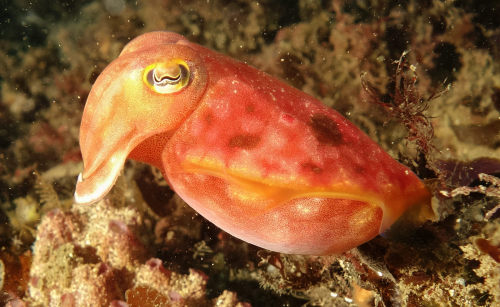 Reaper Cuttlefish by Steve Gillespi