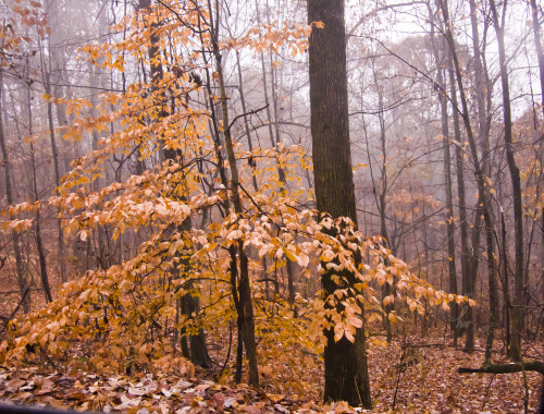 frolicingintheforest:How can one rainy day be so lovely? Forever grateful for all the beauty around 