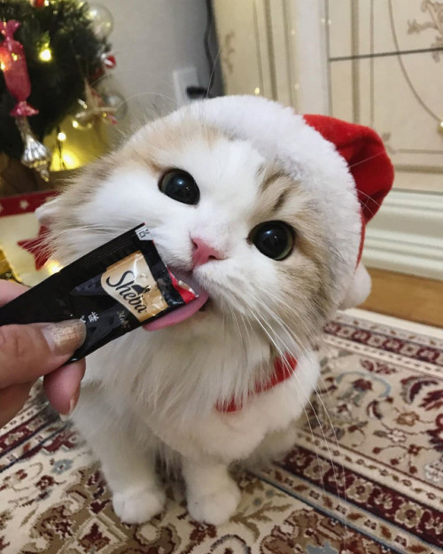 petcornerblog:(Source: @cocolog_cat instagram)