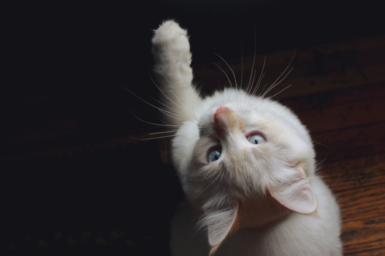 MEOW