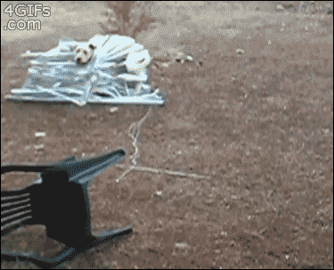 elizugh:  cuntinued:  Animals Stuck In Odd Places But Don’t Seem To Care   Wow