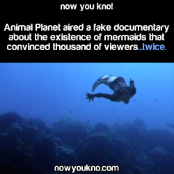 pokephelia-and-other-things:  kirigayakazuto01:  nowyoukno:  Source for more facts follow NowYouKno  It was fake? I hope not I like the thought of ancient humanoid evolution split! Or does it mean fake bynsaying animal planet aired it’s opinions  It’s