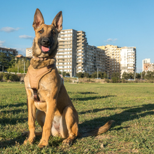 Alpha, 5-month-old Malinois, Hippodrome Park • ალფა, 5 თვის, მალინუა, იპოდრომის პარკი