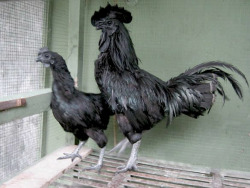 mountainstwin:  Ayam Cemani I can’t believe