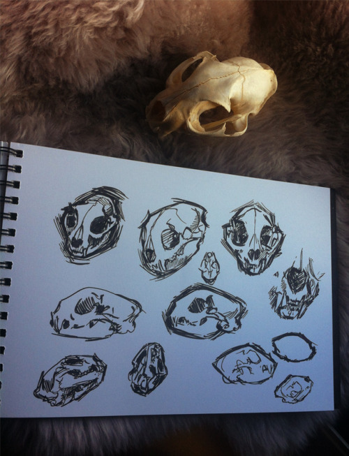 artofmaquenda:    Ink studies of my bobcat skull for #Inktober2017 I’m behind like always with these things, but fuck it :D  