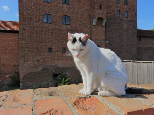 Old cat, Marbolk castle