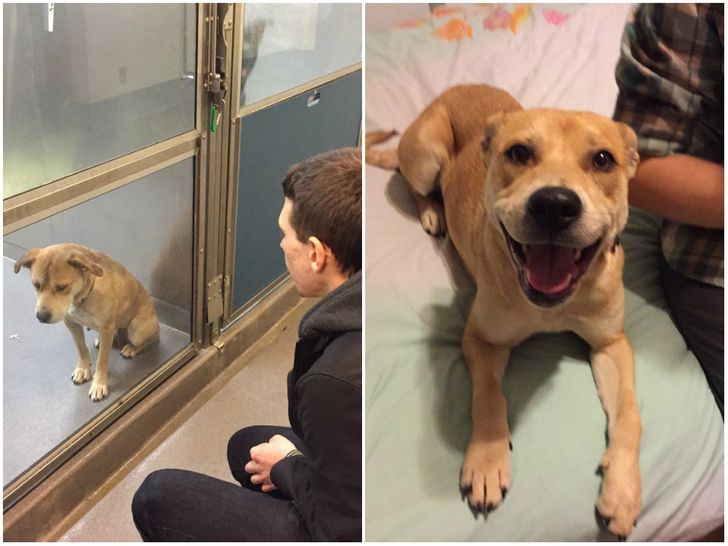 They got a pup from the shelter. This was the difference in just one 