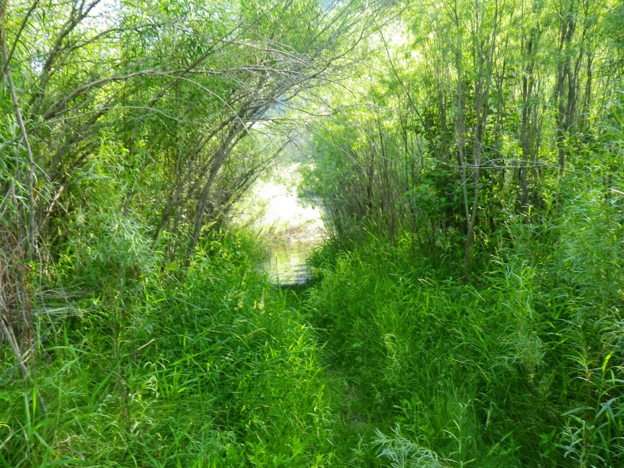 flyfishingwoman:  Trail to the river.