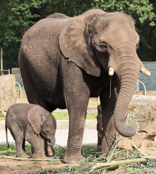 Here we see a mother packy from Ouwehands Dierenpark, as she snacks on some leaves &amp; branche