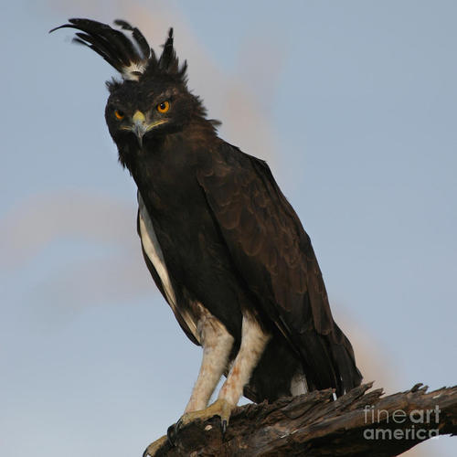 traversefamilypicnic:  iguanamouth:  man who cares about bald eagles have you ever seen a harpy eagle  or an african crowned eagle  or the crested eagle  the little eagle  the philippine eagle  black and white hawk eagle  and the bateleur eagle   eags