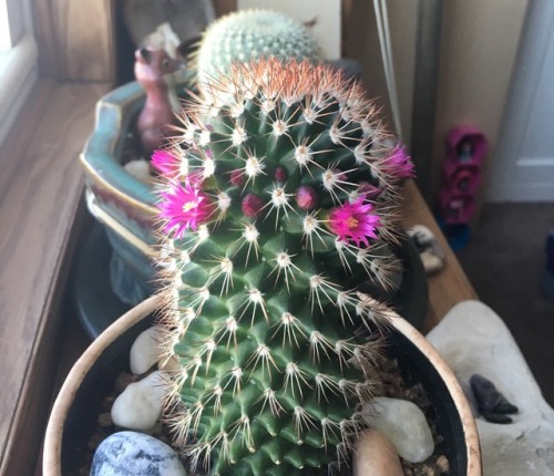 kitsiinabox - Look at all the pretty flowers my cactus is...