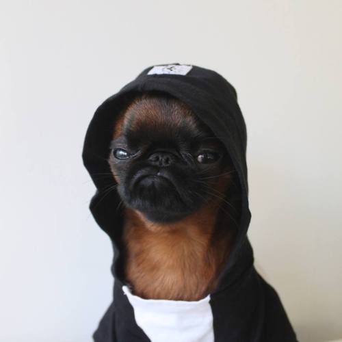 Holy crap saw a post of this dog&hellip; and&hellip; this is how I want my year to go!Photo 