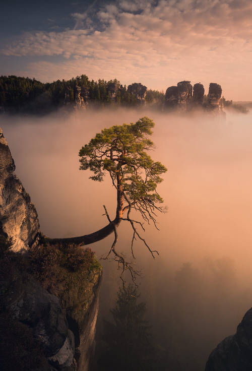 Bonsai Pine Tree by Karol Nienartowicz