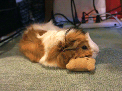 thedailyguineapig:  tootricky:  sleepy sleepy guinea pig u__u zZZ  OMG, piggy is
