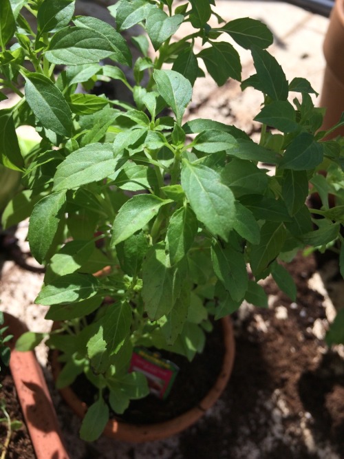 ryrua:  Gardening adventures