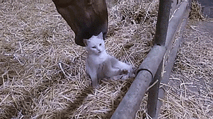 thenatsdorf:Horse and cat form unlikely friendship. [full video]