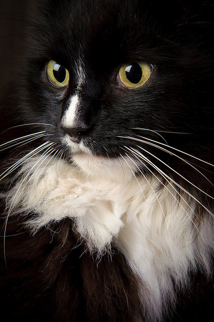 catycat21:Alfie by dahowes on Flickr.