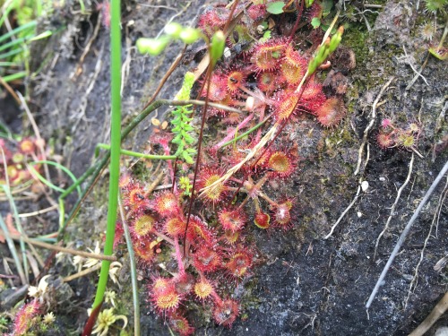 As you can see, the Drosera in the English bogs can either grow in very wet or more dry environments