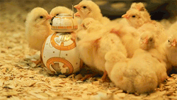 sizvideos: BB-8 got all the chicks! - Full video 