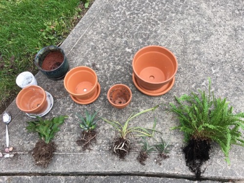 It&rsquo;s always a proud (and dirty) day when my plants get big enough to repot